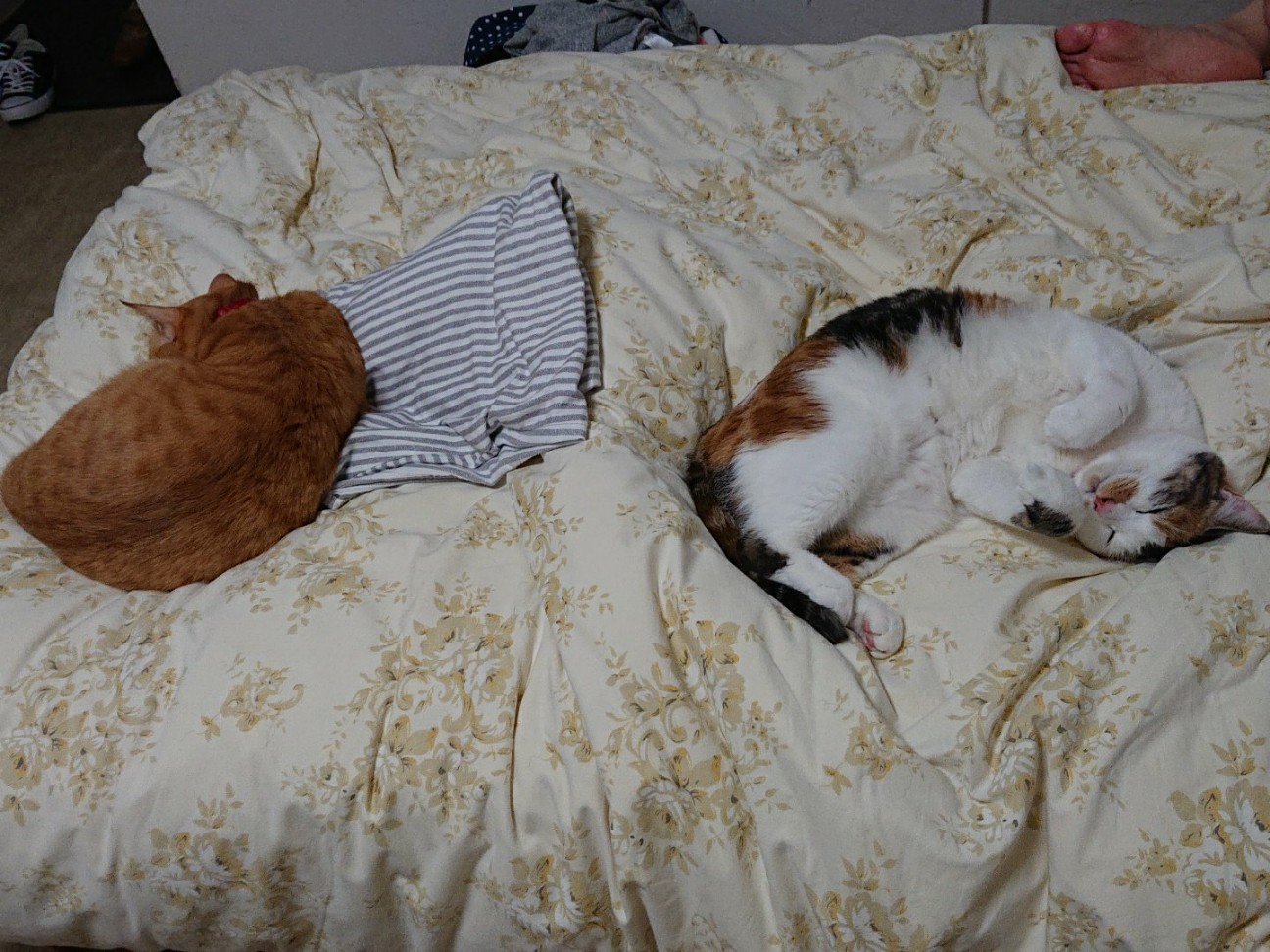 f:id:Three_Traveling_Cats:20191001203101j:image