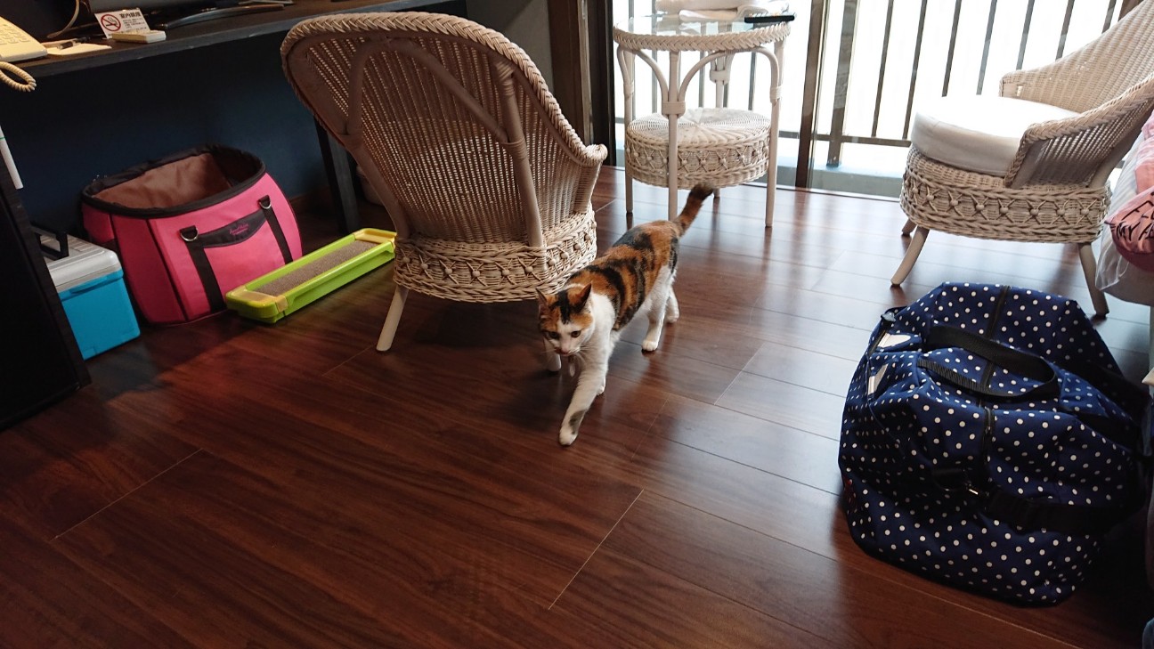 f:id:Three_Traveling_Cats:20210703180750j:image
