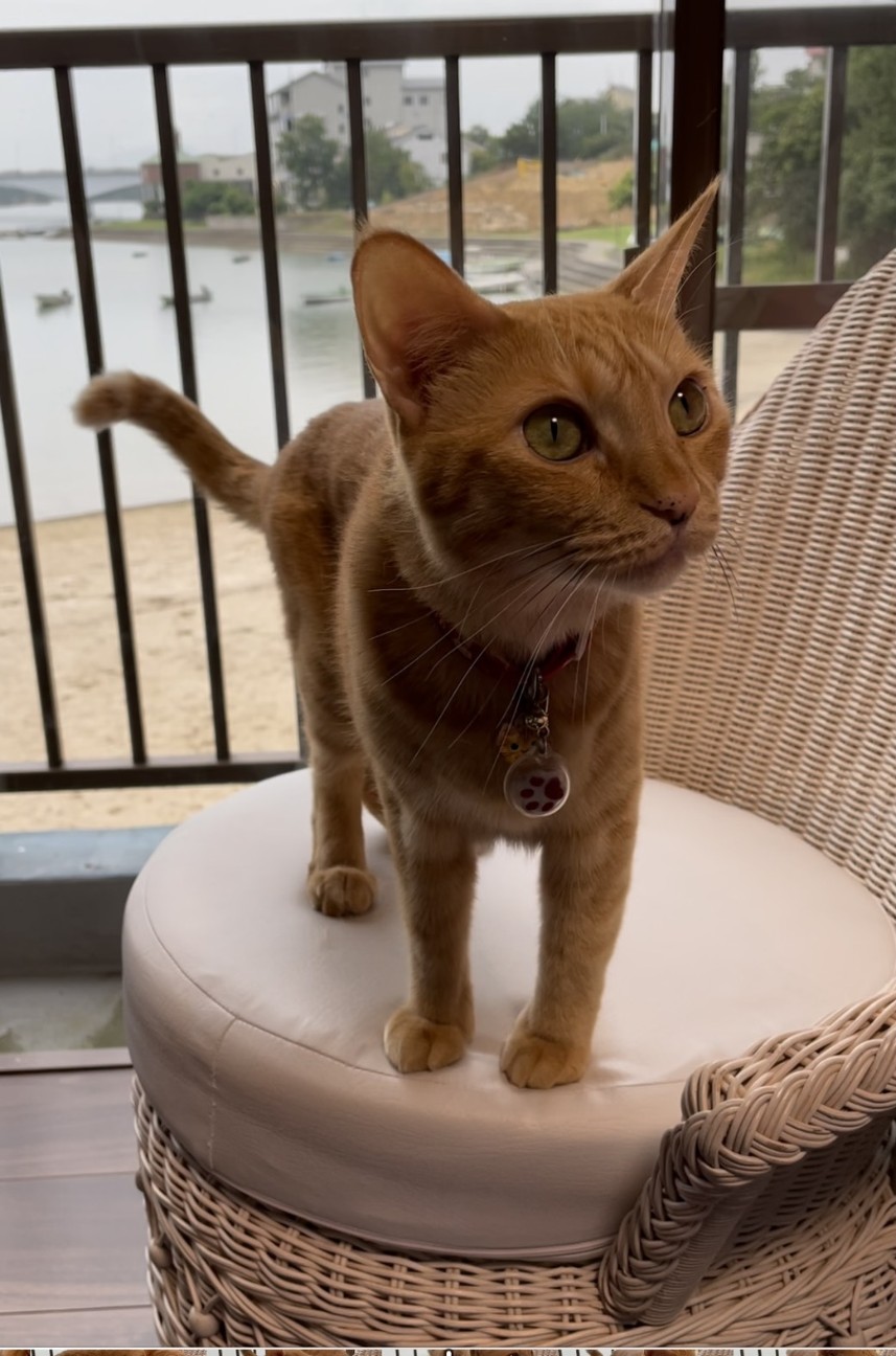 f:id:Three_Traveling_Cats:20210703181120j:image