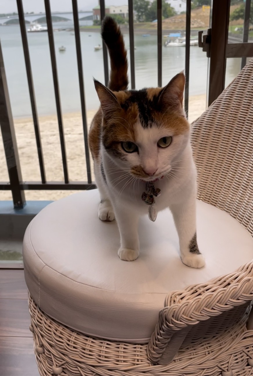 f:id:Three_Traveling_Cats:20210703181128j:image