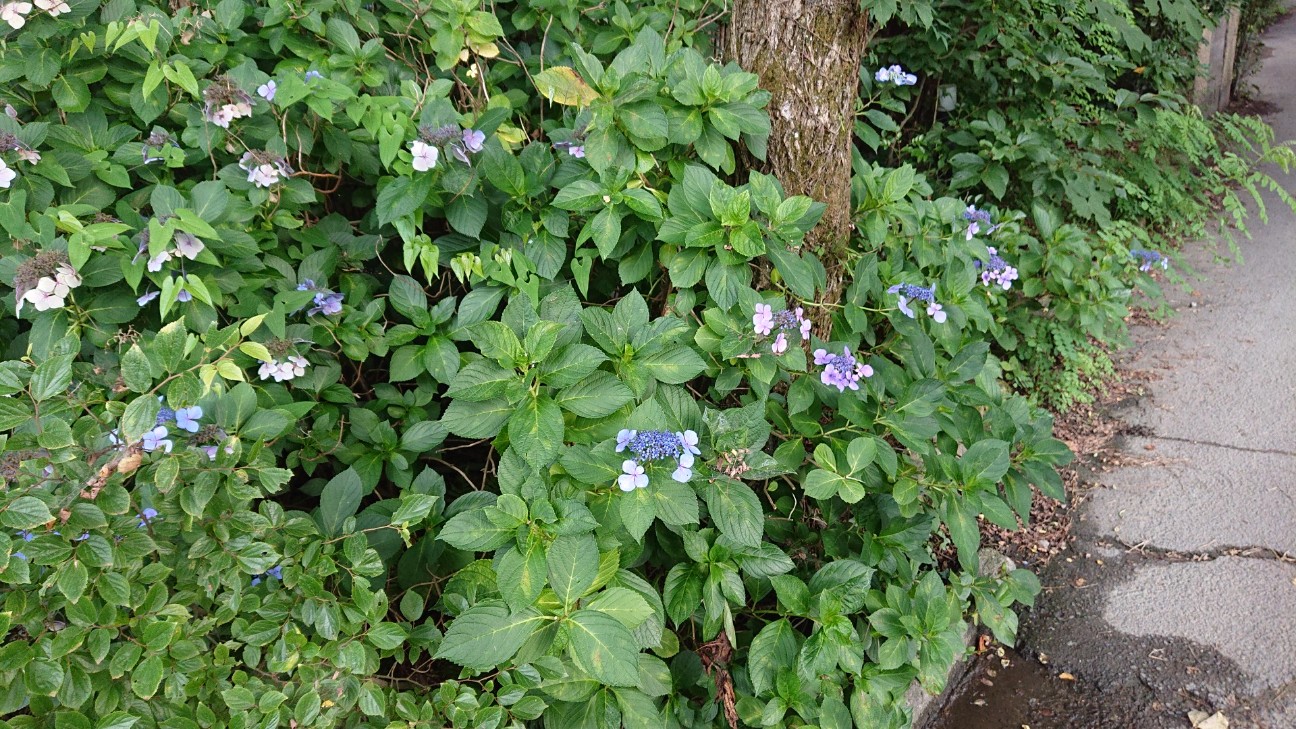 f:id:Three_Traveling_Cats:20210715175505j:image f:id:Three_Traveling_Cats:20210715175505j:image