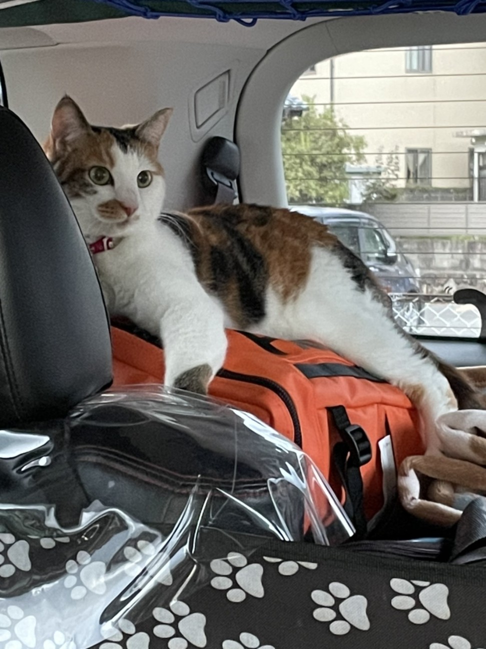 f:id:Three_Traveling_Cats:20210715205853j:image f:id:Three_Traveling_Cats:20210715205853j:image