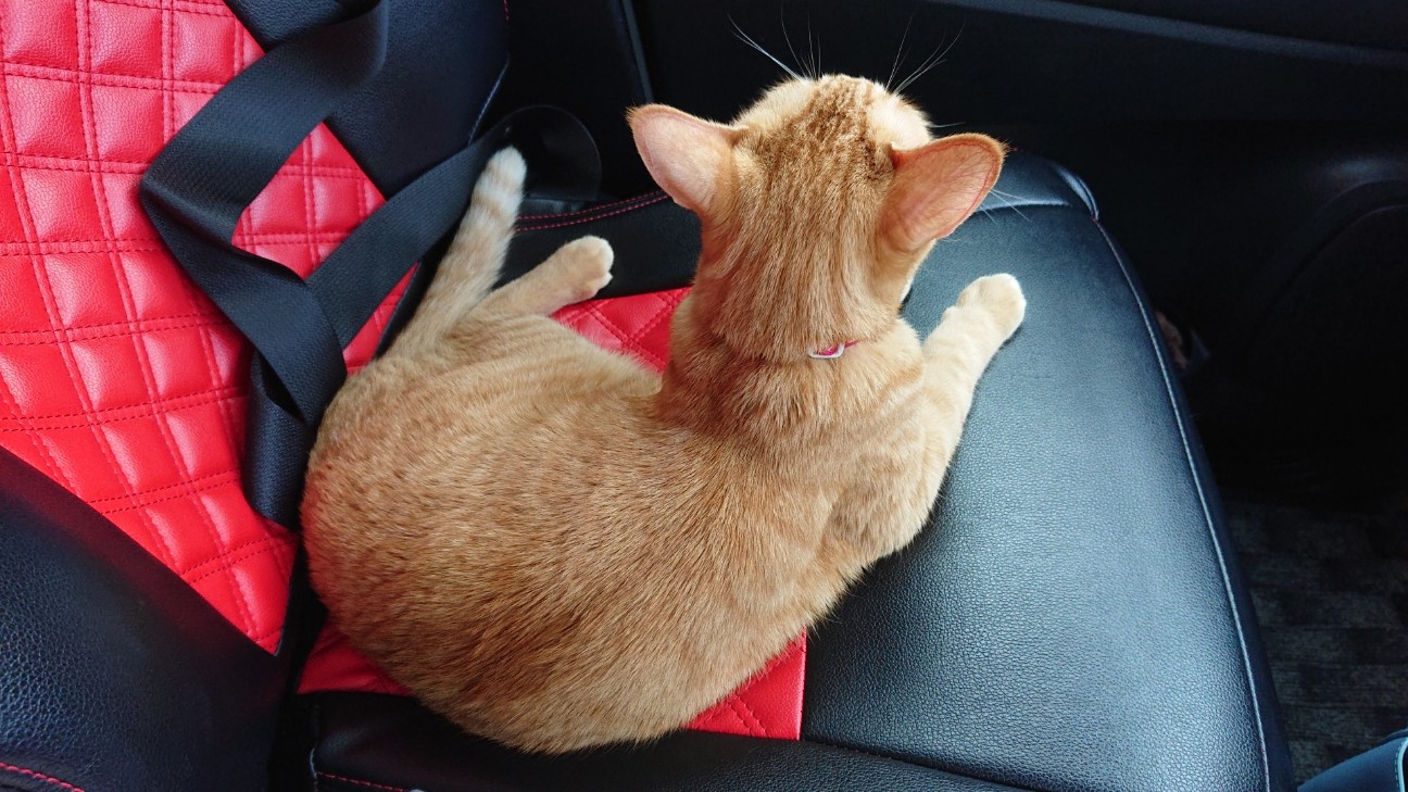 f:id:Three_Traveling_Cats:20210715205907j:image f:id:Three_Traveling_Cats:20210715205907j:image