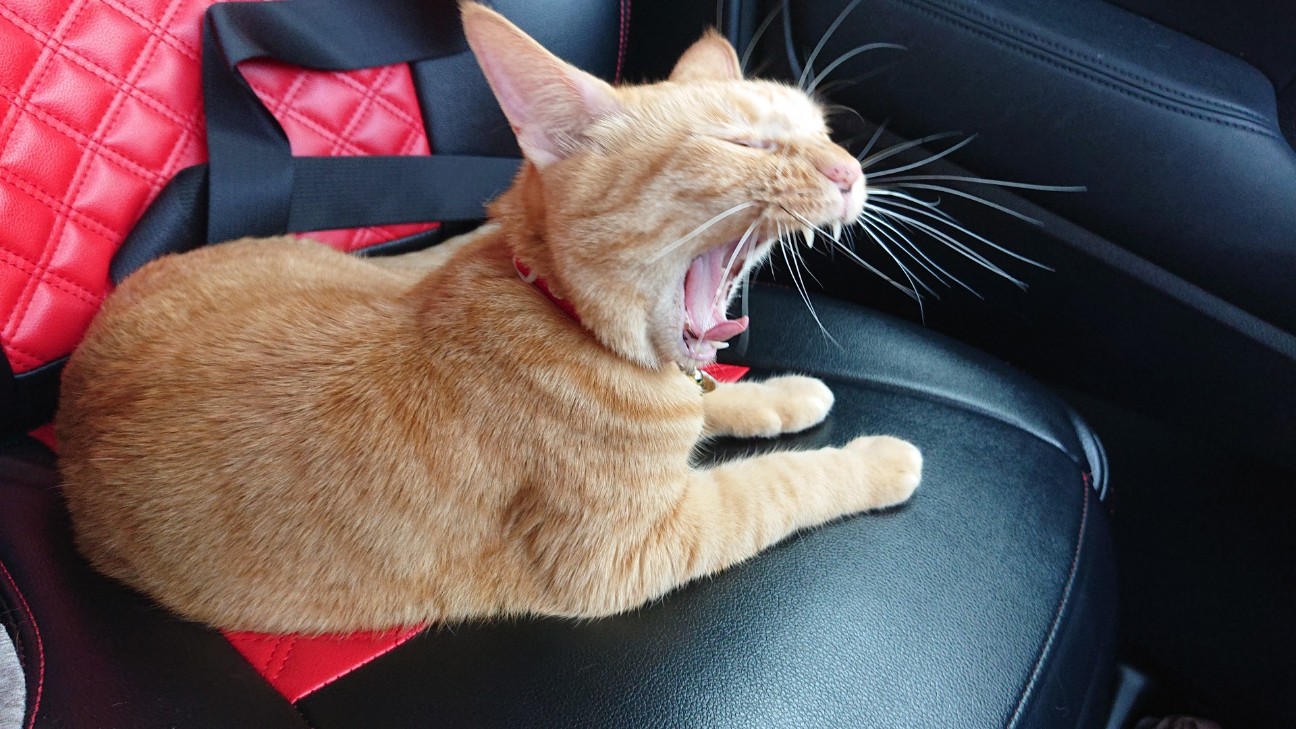 f:id:Three_Traveling_Cats:20210715205915j:image f:id:Three_Traveling_Cats:20210715205915j:image