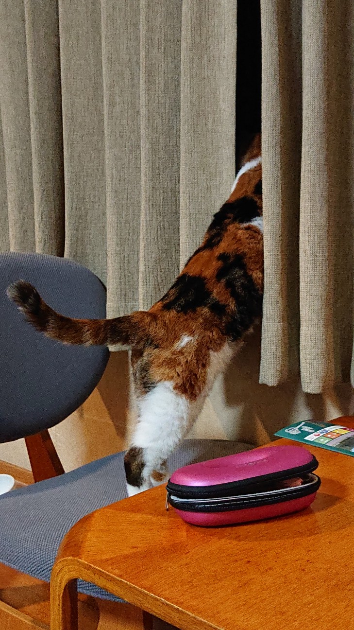 f:id:Three_Traveling_Cats:20210715211545j:image f:id:Three_Traveling_Cats:20210715211545j:image