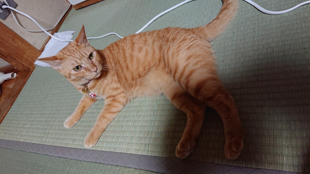 f:id:Three_Traveling_Cats:20210716201314j:image f:id:Three_Traveling_Cats:20210716201314j:image