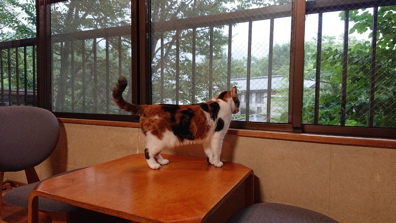 f:id:Three_Traveling_Cats:20210717163029j:image f:id:Three_Traveling_Cats:20210717163029j:image