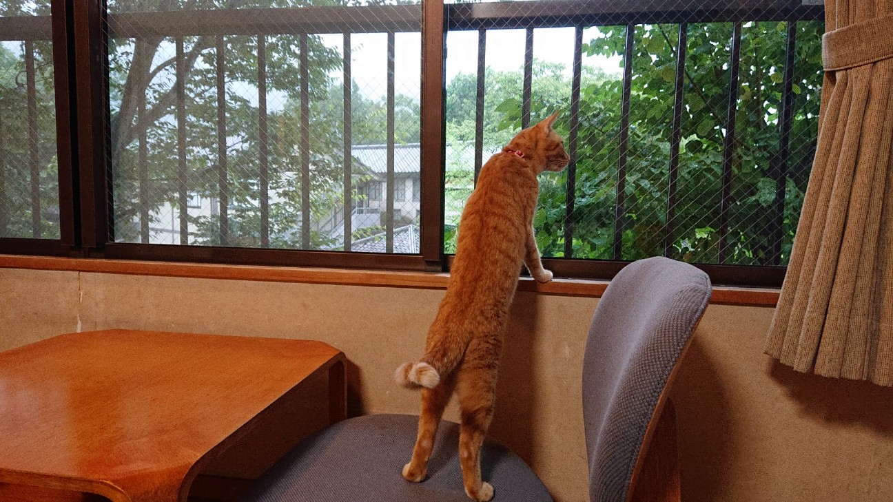 f:id:Three_Traveling_Cats:20210717163048j:image f:id:Three_Traveling_Cats:20210717163048j:image