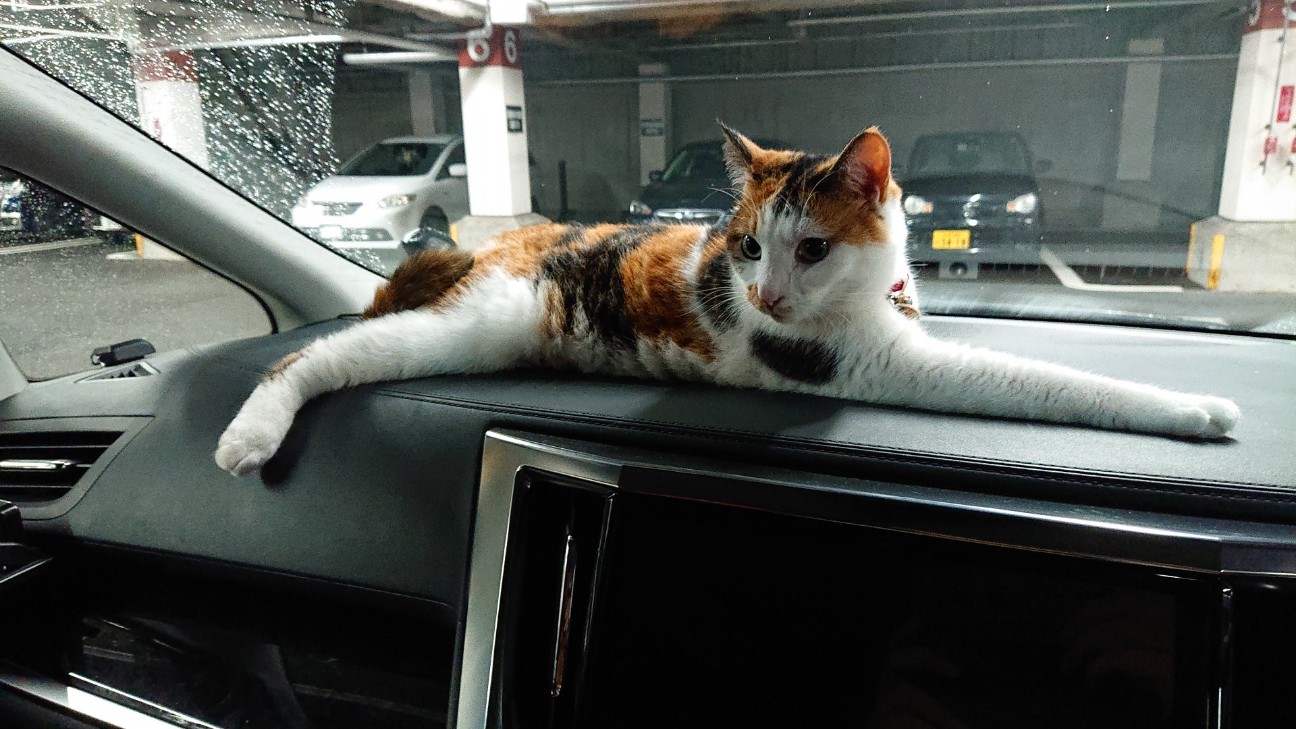 f:id:Three_Traveling_Cats:20210717163228j:image f:id:Three_Traveling_Cats:20210717163228j:image