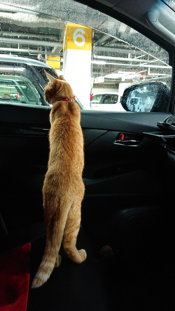 f:id:Three_Traveling_Cats:20210717163242j:image f:id:Three_Traveling_Cats:20210717163242j:image