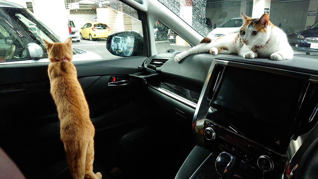 f:id:Three_Traveling_Cats:20210717163346j:image f:id:Three_Traveling_Cats:20210717163346j:image