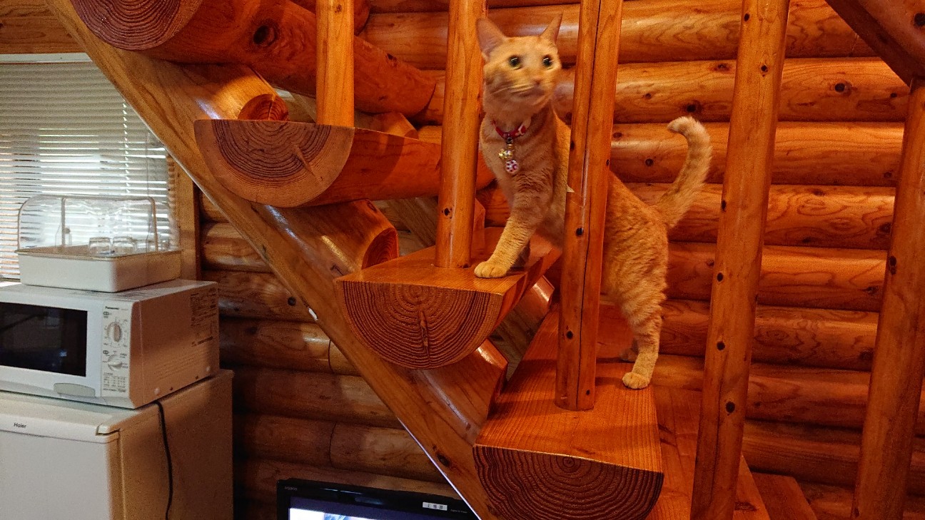 f:id:Three_Traveling_Cats:20210717195717j:image f:id:Three_Traveling_Cats:20210717195717j:image