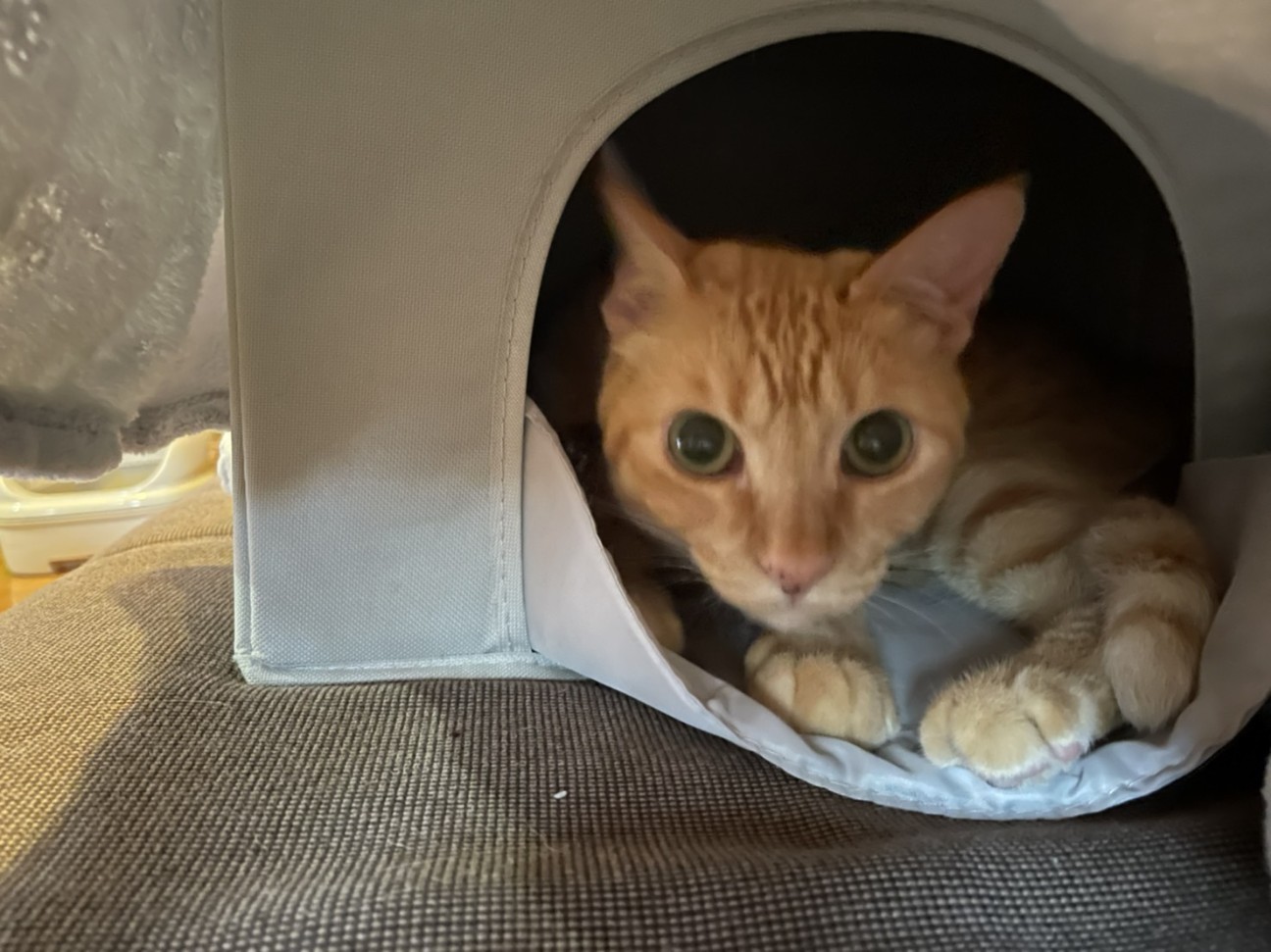 f:id:Three_Traveling_Cats:20210717195823j:image f:id:Three_Traveling_Cats:20210717195823j:image