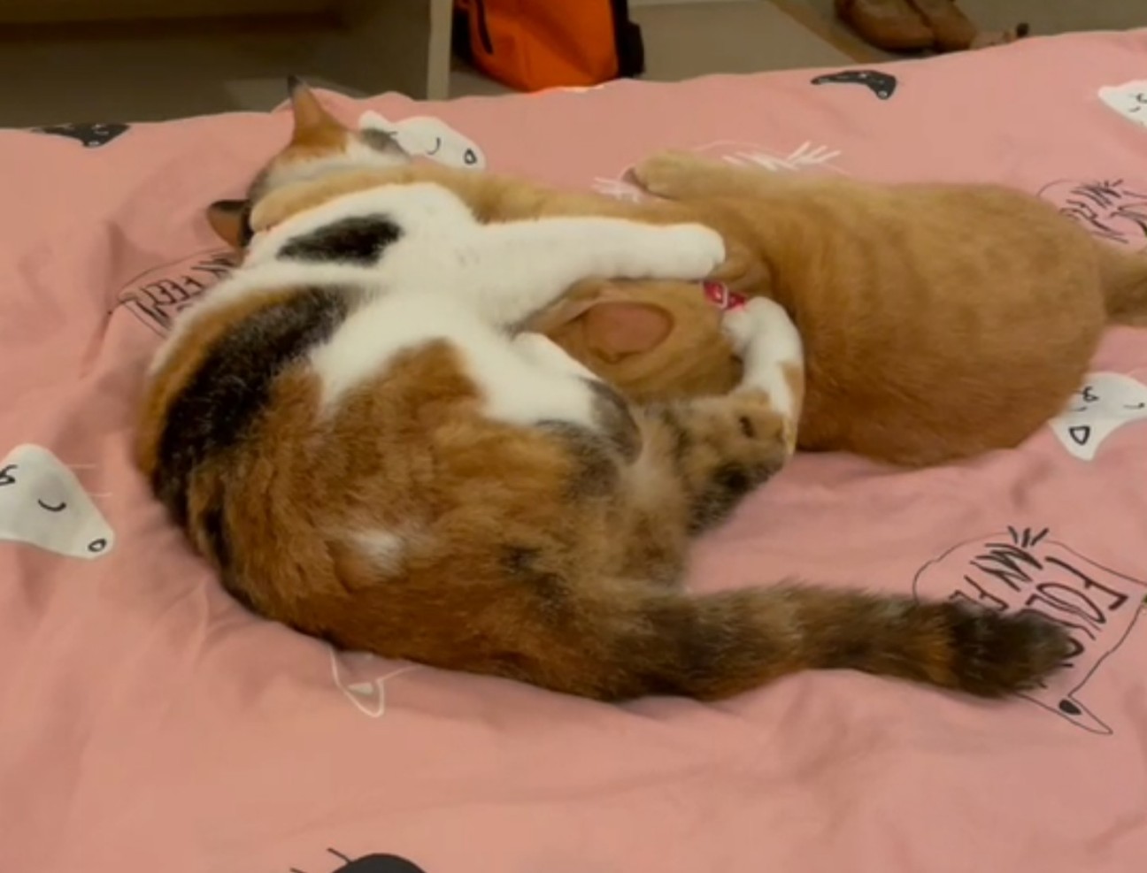 f:id:Three_Traveling_Cats:20210719220322j:image f:id:Three_Traveling_Cats:20210719220322j:image
