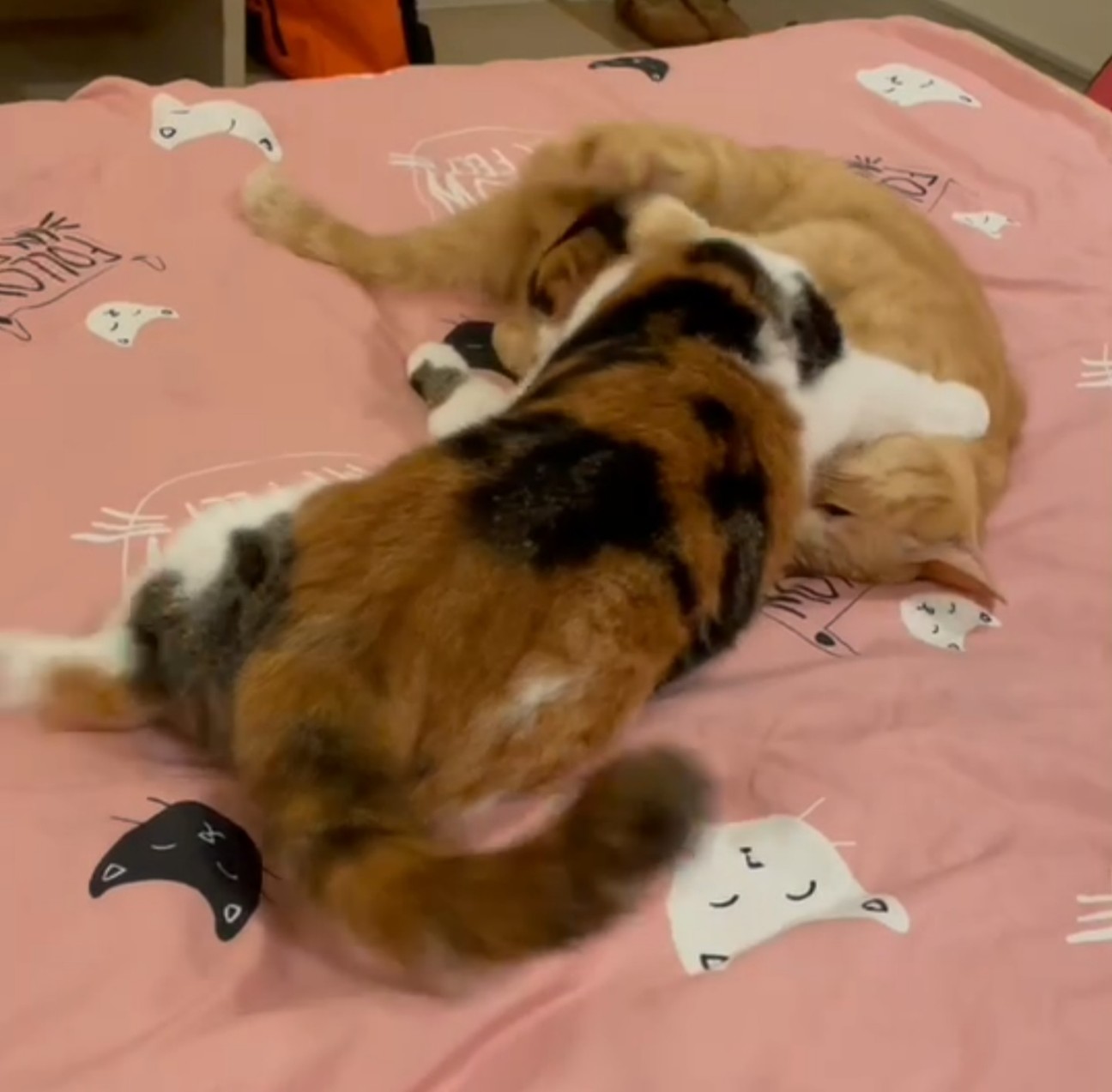 f:id:Three_Traveling_Cats:20210719220331j:image f:id:Three_Traveling_Cats:20210719220331j:image