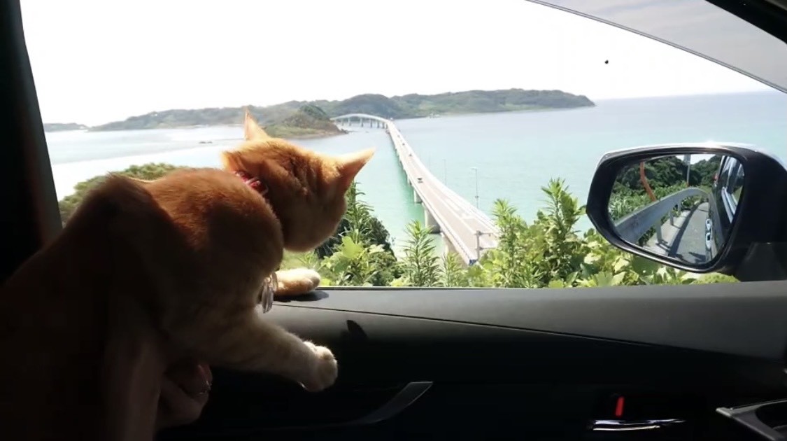 f:id:Three_Traveling_Cats:20210720201541j:image f:id:Three_Traveling_Cats:20210720201541j:image