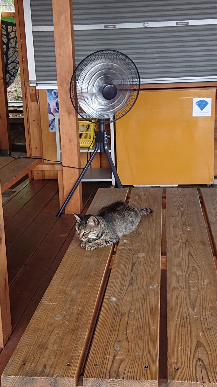 f:id:Three_Traveling_Cats:20210721205835j:image f:id:Three_Traveling_Cats:20210721205835j:image