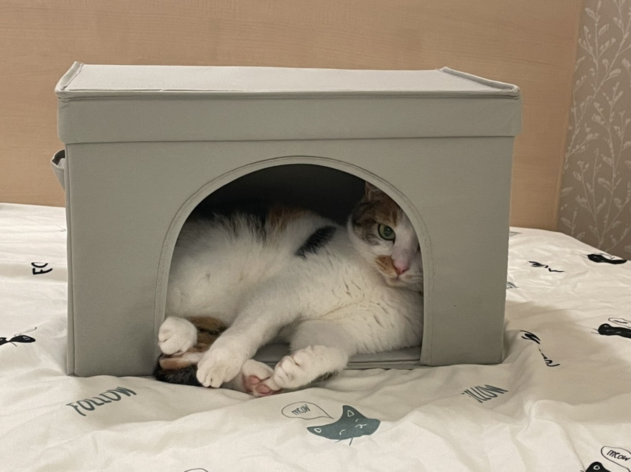 f:id:Three_Traveling_Cats:20210722205220j:image f:id:Three_Traveling_Cats:20210722205220j:image