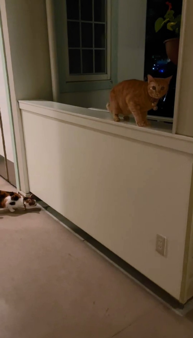 f:id:Three_Traveling_Cats:20210723214808j:image f:id:Three_Traveling_Cats:20210723214808j:image