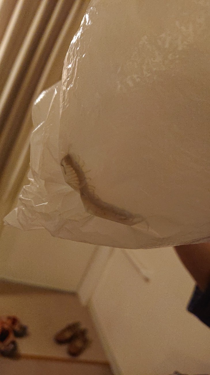 f:id:Three_Traveling_Cats:20210724014354j:image f:id:Three_Traveling_Cats:20210724014354j:image