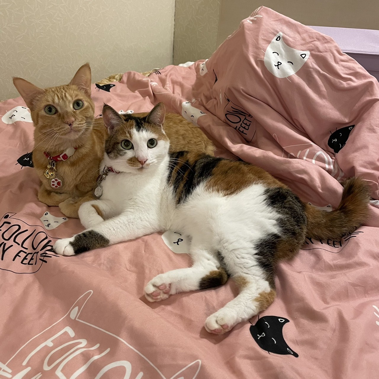 f:id:Three_Traveling_Cats:20210724215413j:image f:id:Three_Traveling_Cats:20210724215413j:image