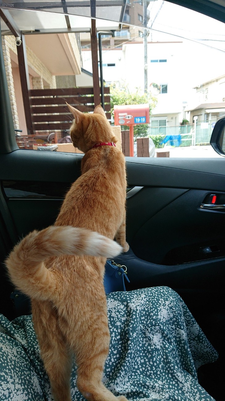 f:id:Three_Traveling_Cats:20210725184818j:image f:id:Three_Traveling_Cats:20210725184818j:image