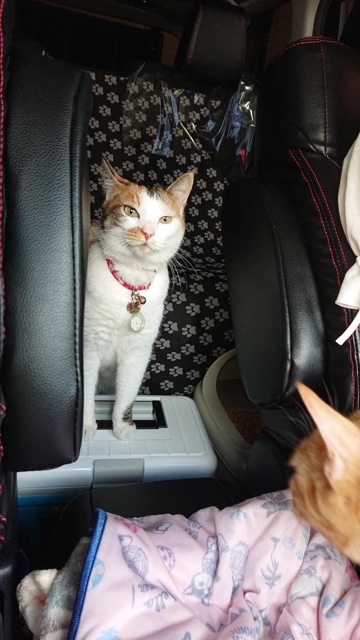 f:id:Three_Traveling_Cats:20210725184852j:image f:id:Three_Traveling_Cats:20210725184852j:image