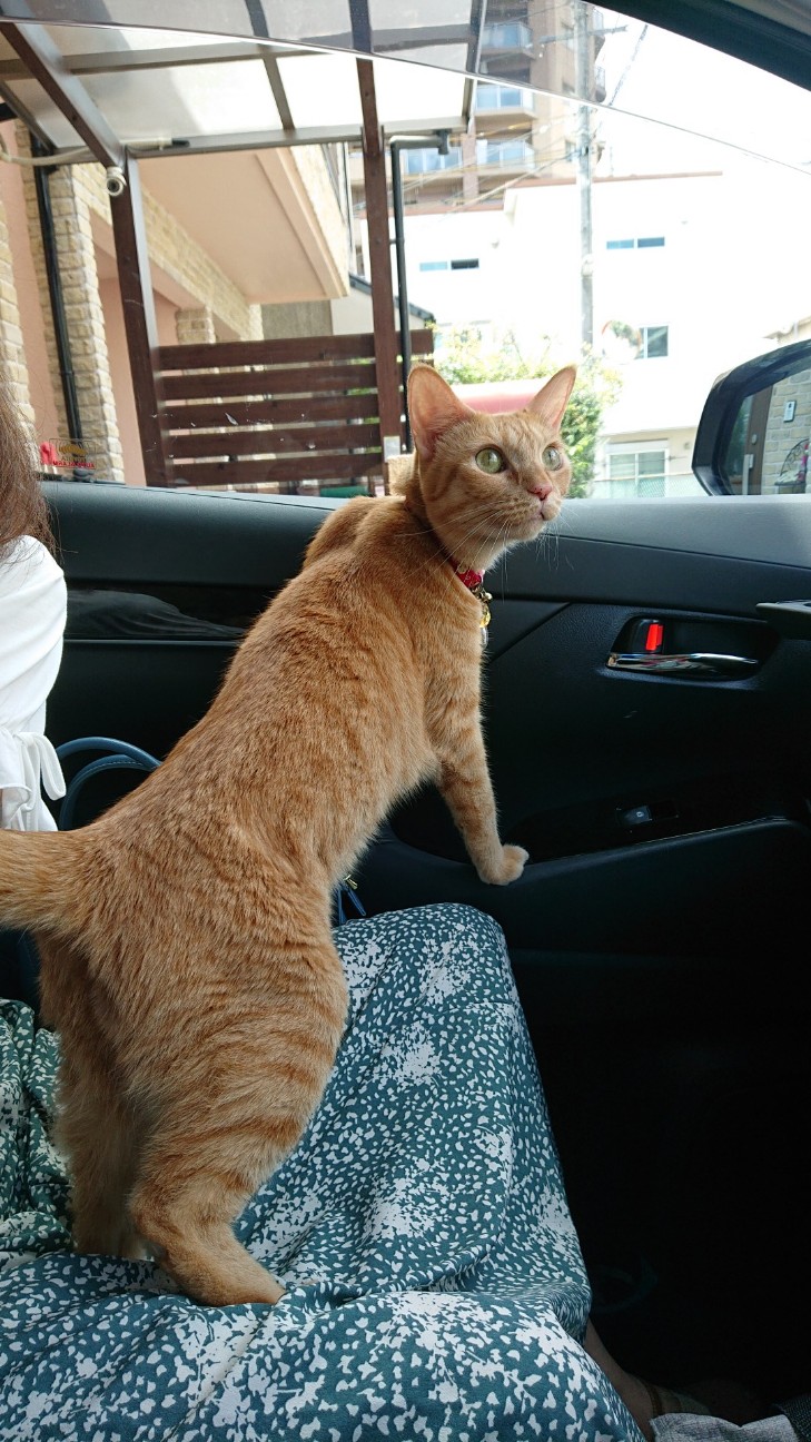 f:id:Three_Traveling_Cats:20210725184903j:image f:id:Three_Traveling_Cats:20210725184903j:image