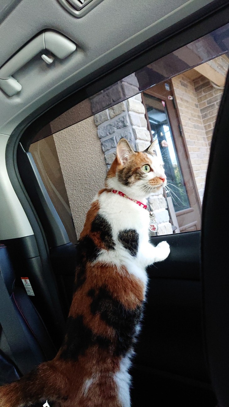 f:id:Three_Traveling_Cats:20210725184924j:image f:id:Three_Traveling_Cats:20210725184924j:image