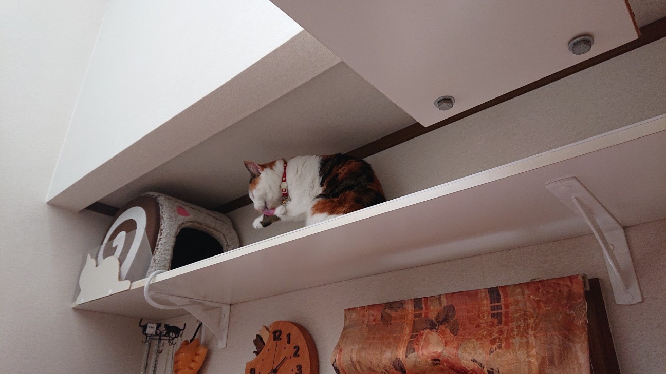 f:id:Three_Traveling_Cats:20210725184938j:image f:id:Three_Traveling_Cats:20210725184938j:image