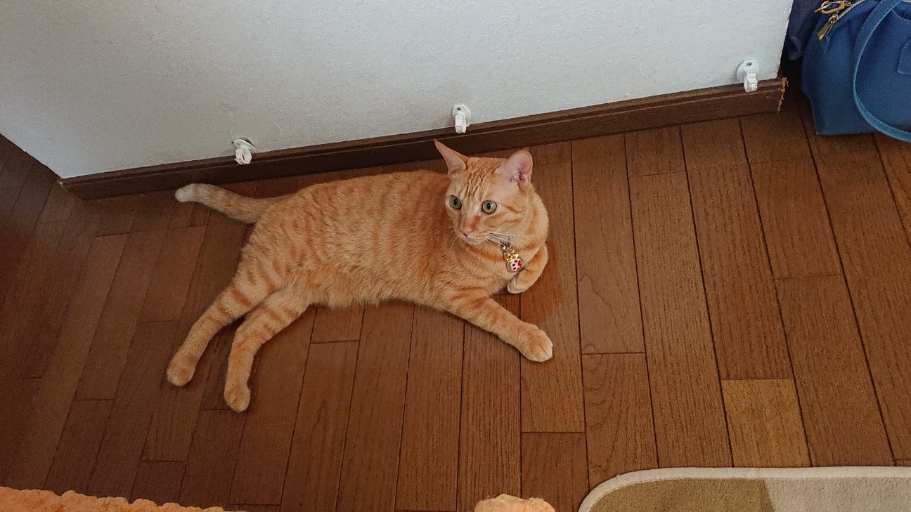 f:id:Three_Traveling_Cats:20210725184949j:image f:id:Three_Traveling_Cats:20210725184949j:image