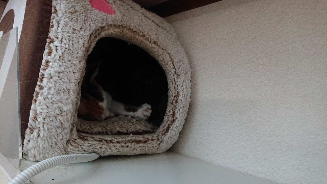 f:id:Three_Traveling_Cats:20210725184958j:image f:id:Three_Traveling_Cats:20210725184958j:image
