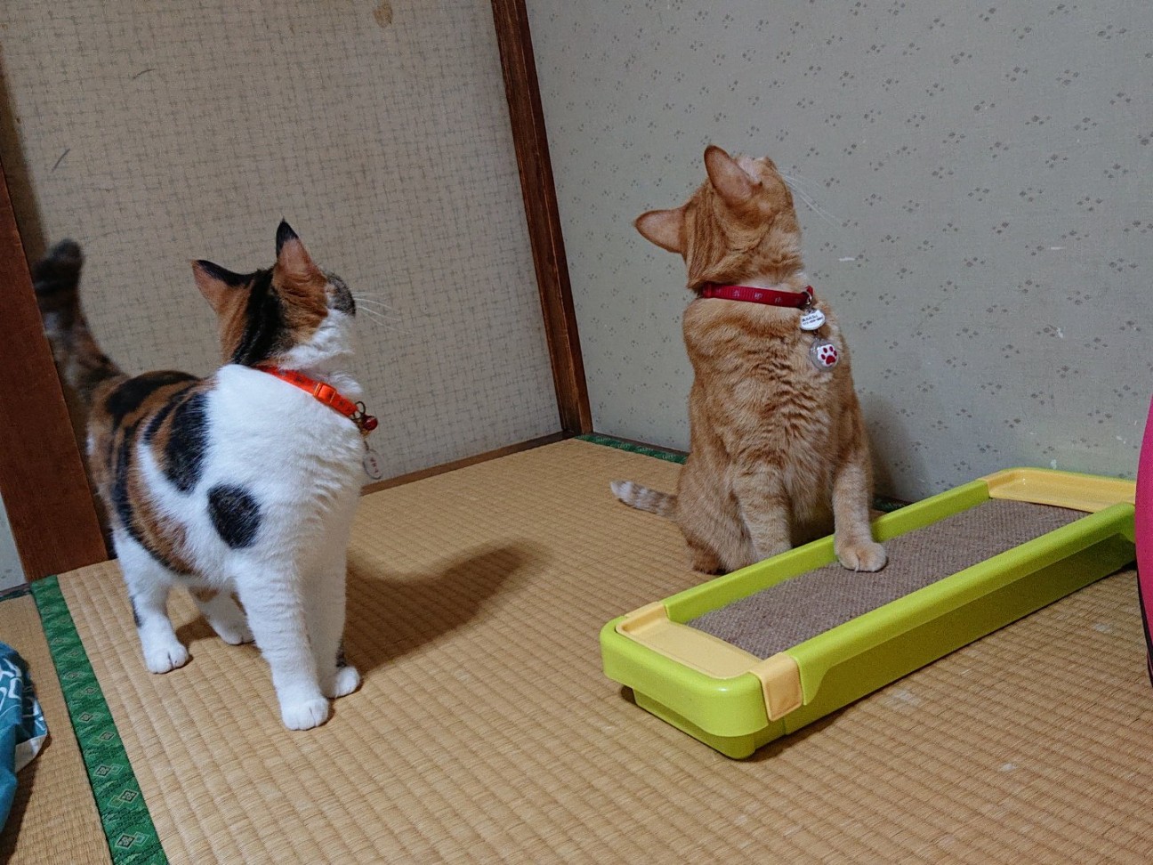 f:id:Three_Traveling_Cats:20210802202909j:image