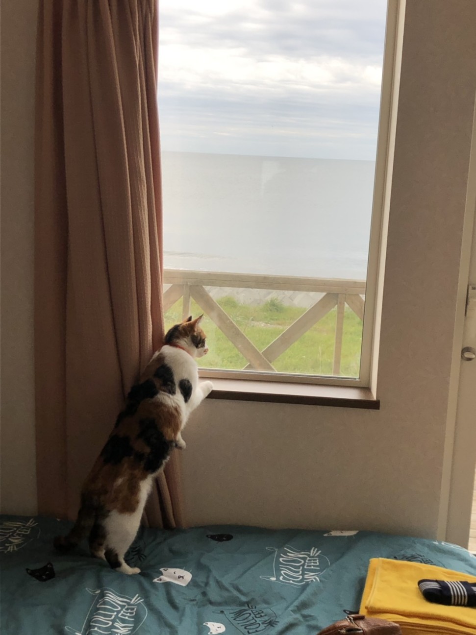 f:id:Three_Traveling_Cats:20210802203722j:image