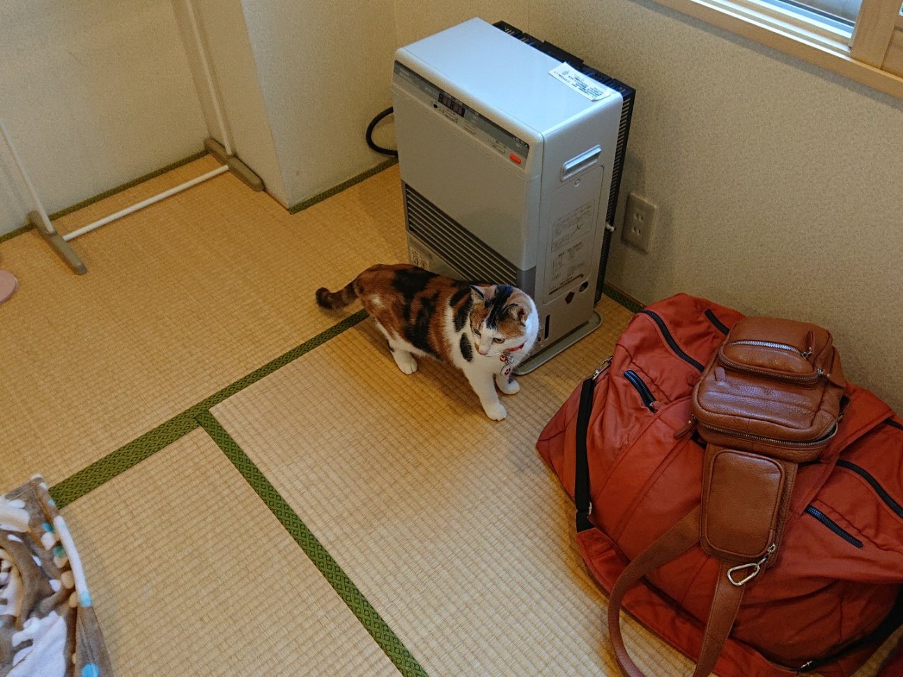f:id:Three_Traveling_Cats:20210804145835j:image