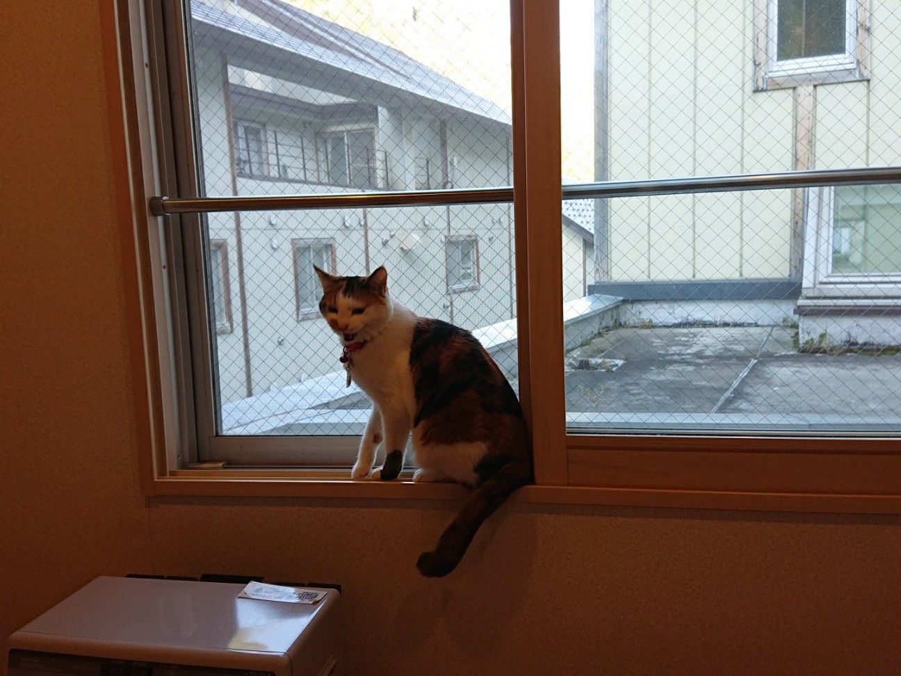 f:id:Three_Traveling_Cats:20210804145912j:image