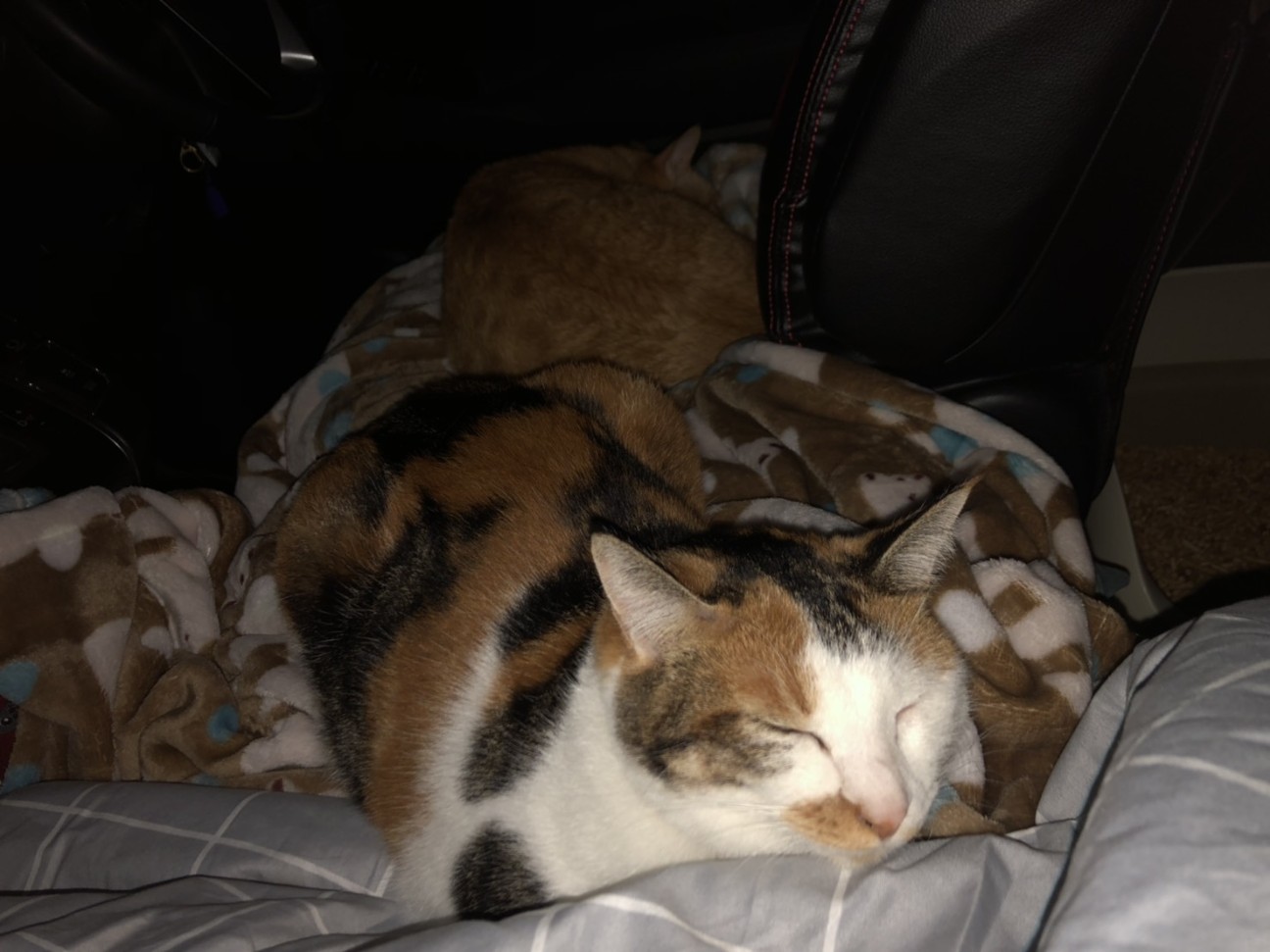 f:id:Three_Traveling_Cats:20210804162505j:image