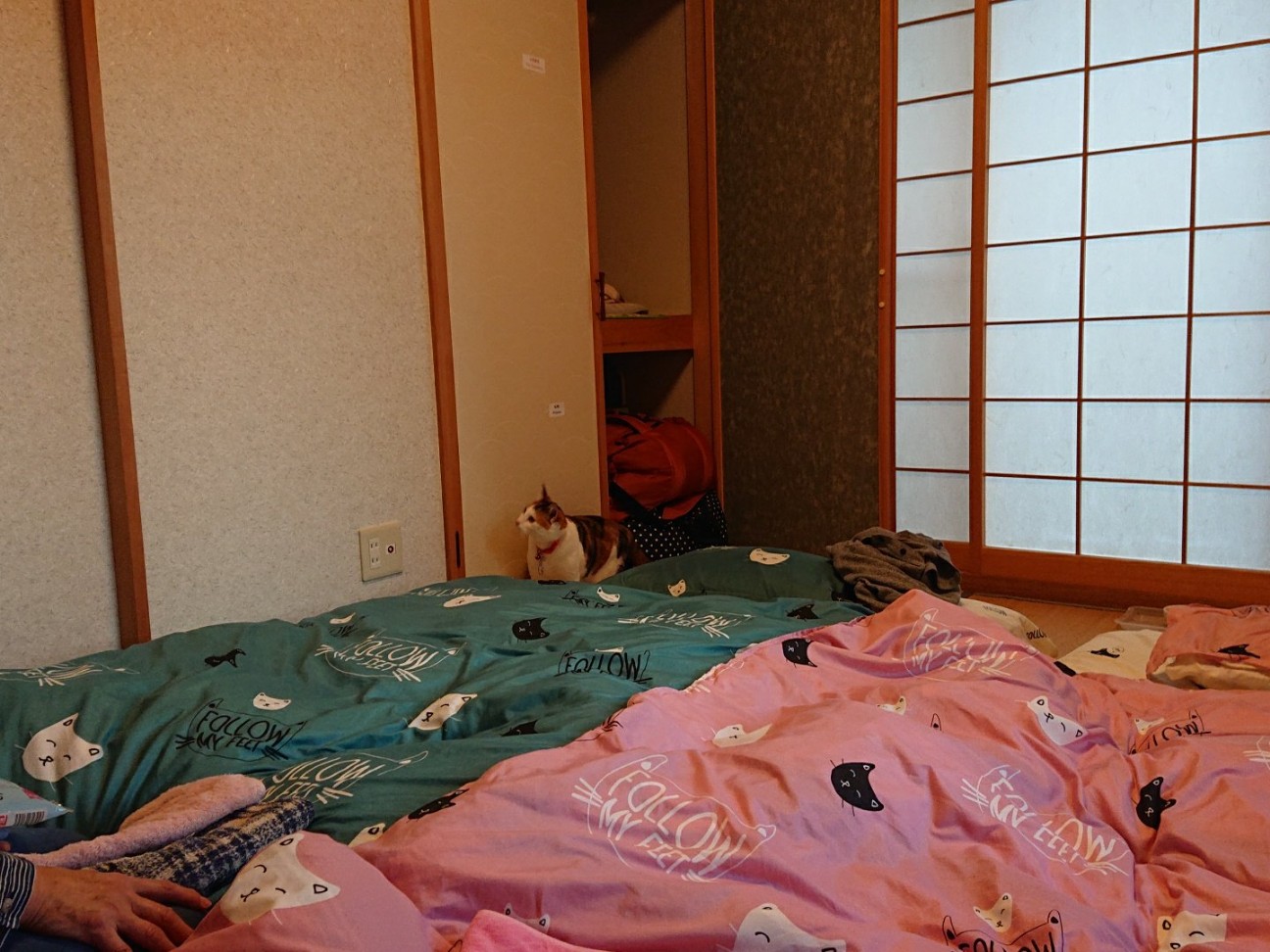 f:id:Three_Traveling_Cats:20210804233852j:image