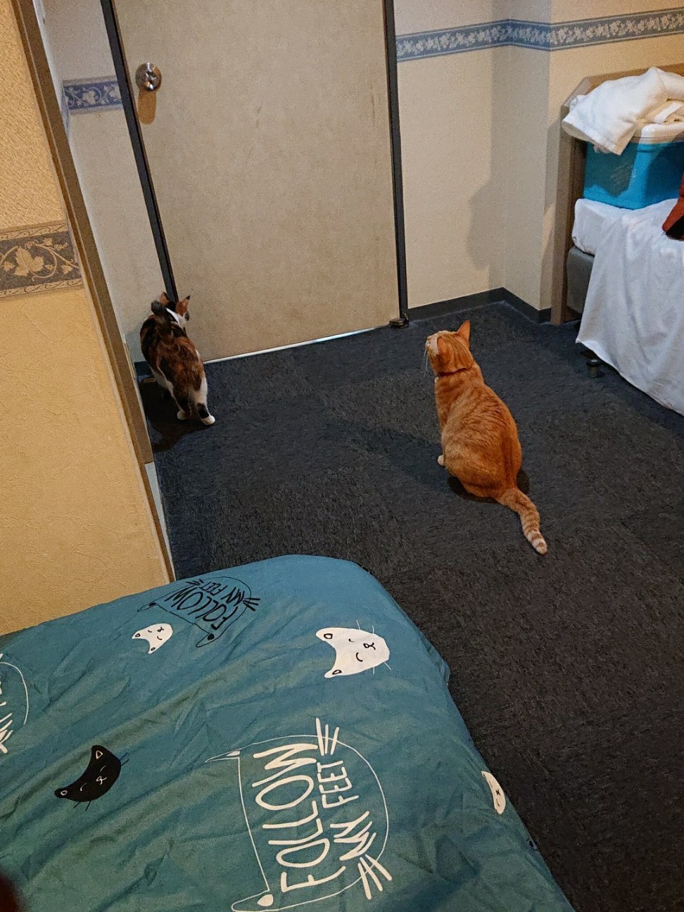 f:id:Three_Traveling_Cats:20210807092708j:image