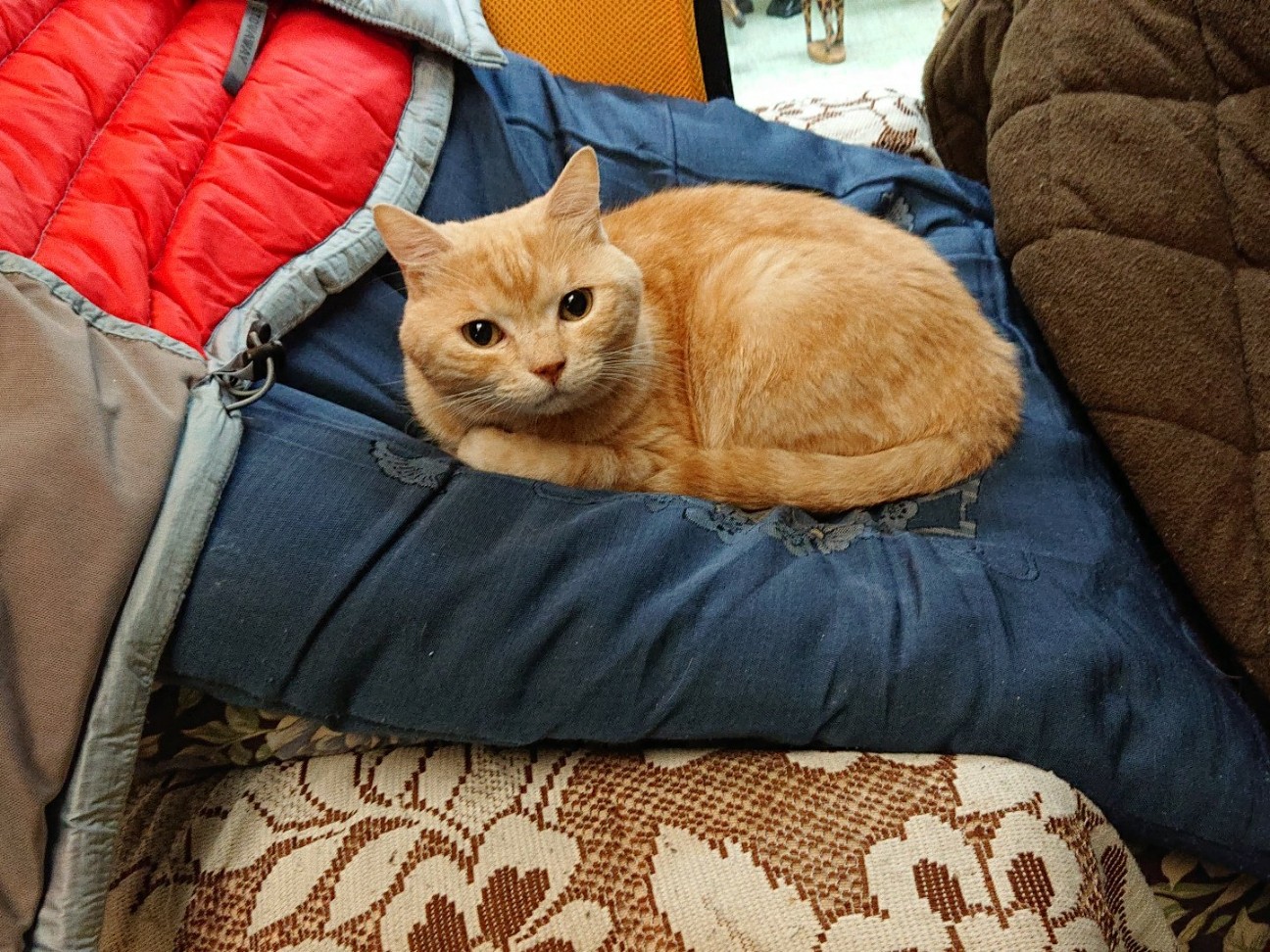 f:id:Three_Traveling_Cats:20210807162858j:image
