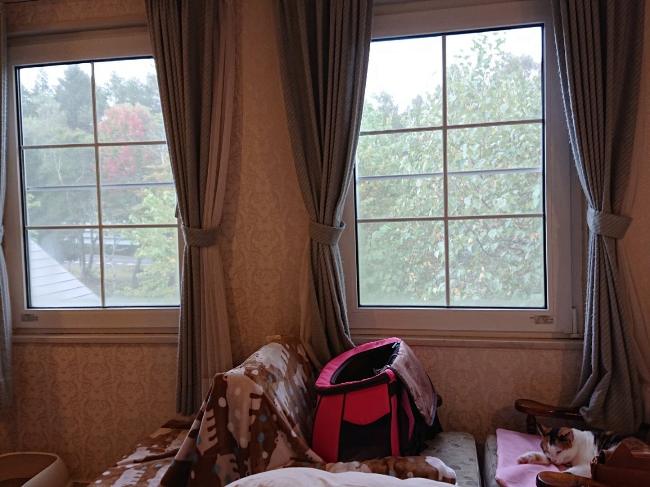 f:id:Three_Traveling_Cats:20210808100345j:image