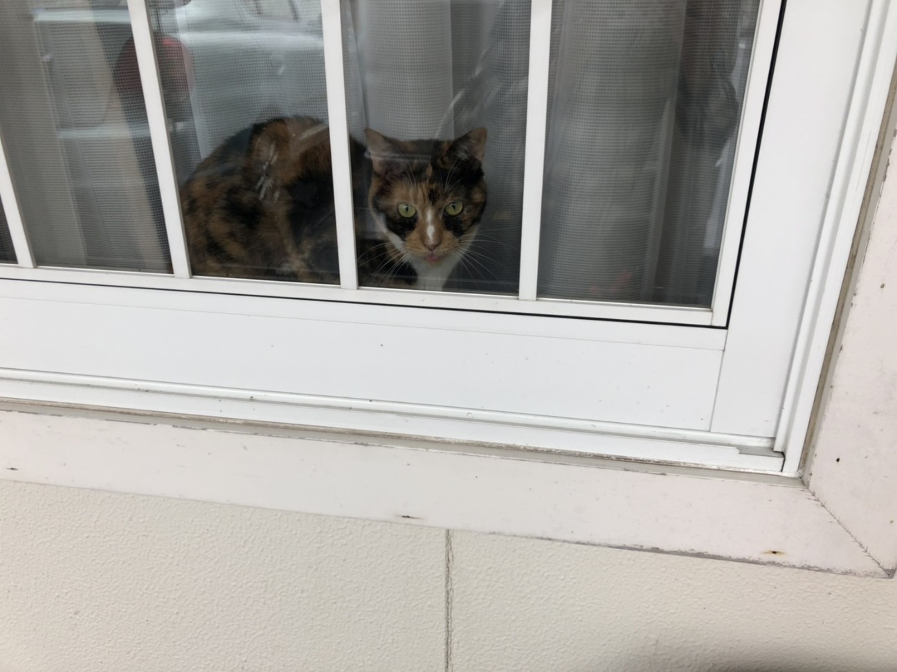 f:id:Three_Traveling_Cats:20210808141312j:image
