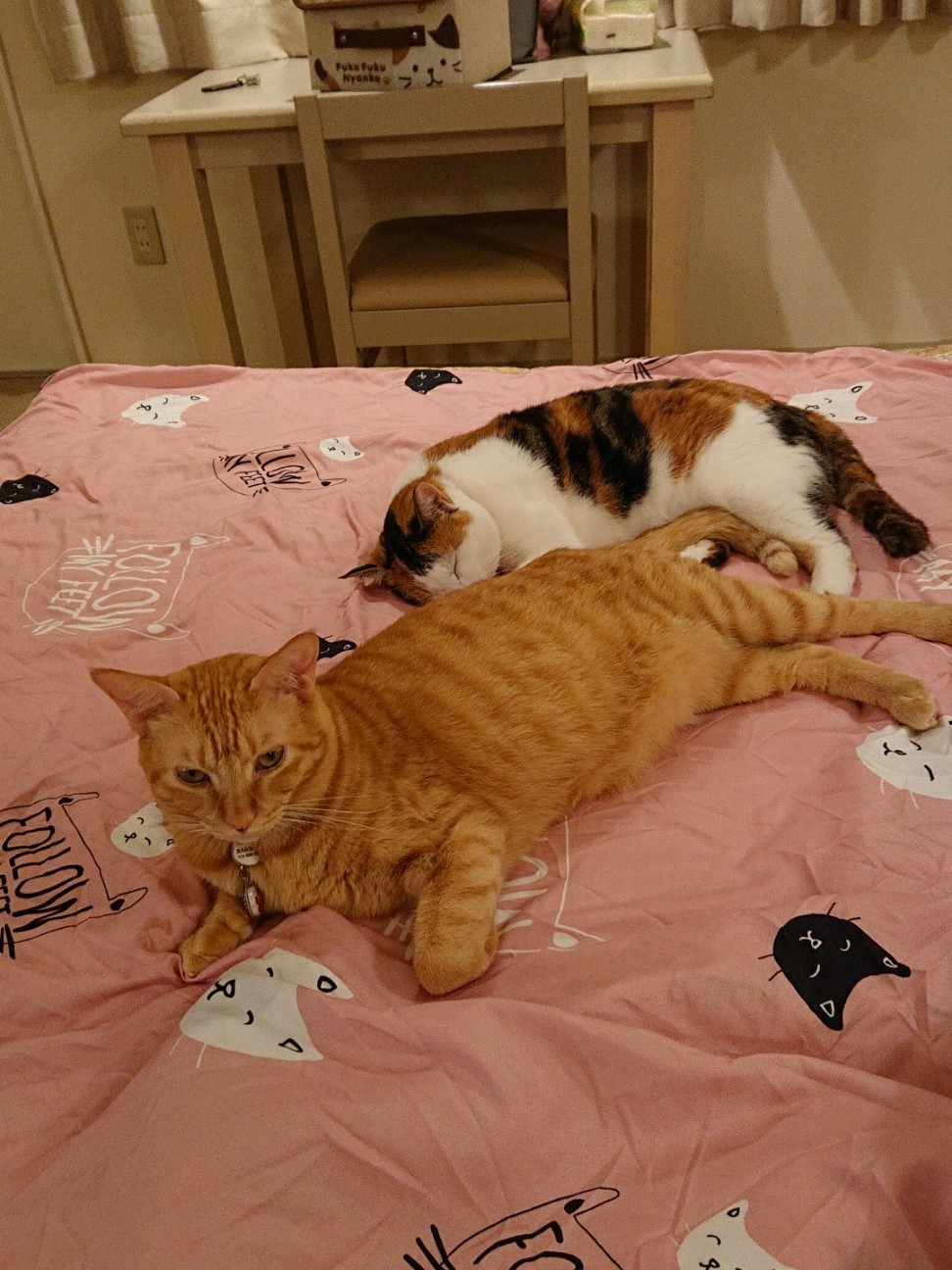 f:id:Three_Traveling_Cats:20210809102148j:image