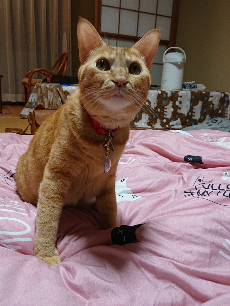 f:id:Three_Traveling_Cats:20210810203048j:image