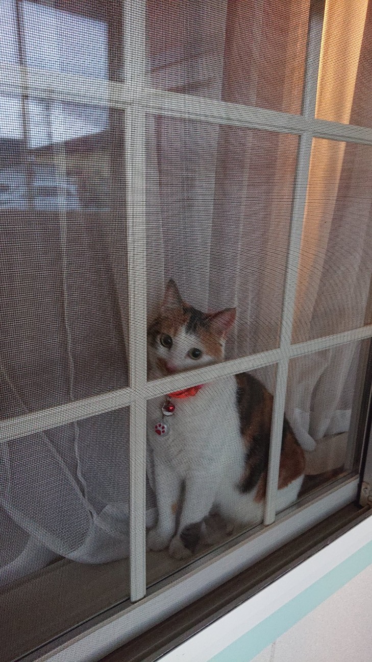 f:id:Three_Traveling_Cats:20210810203530j:image