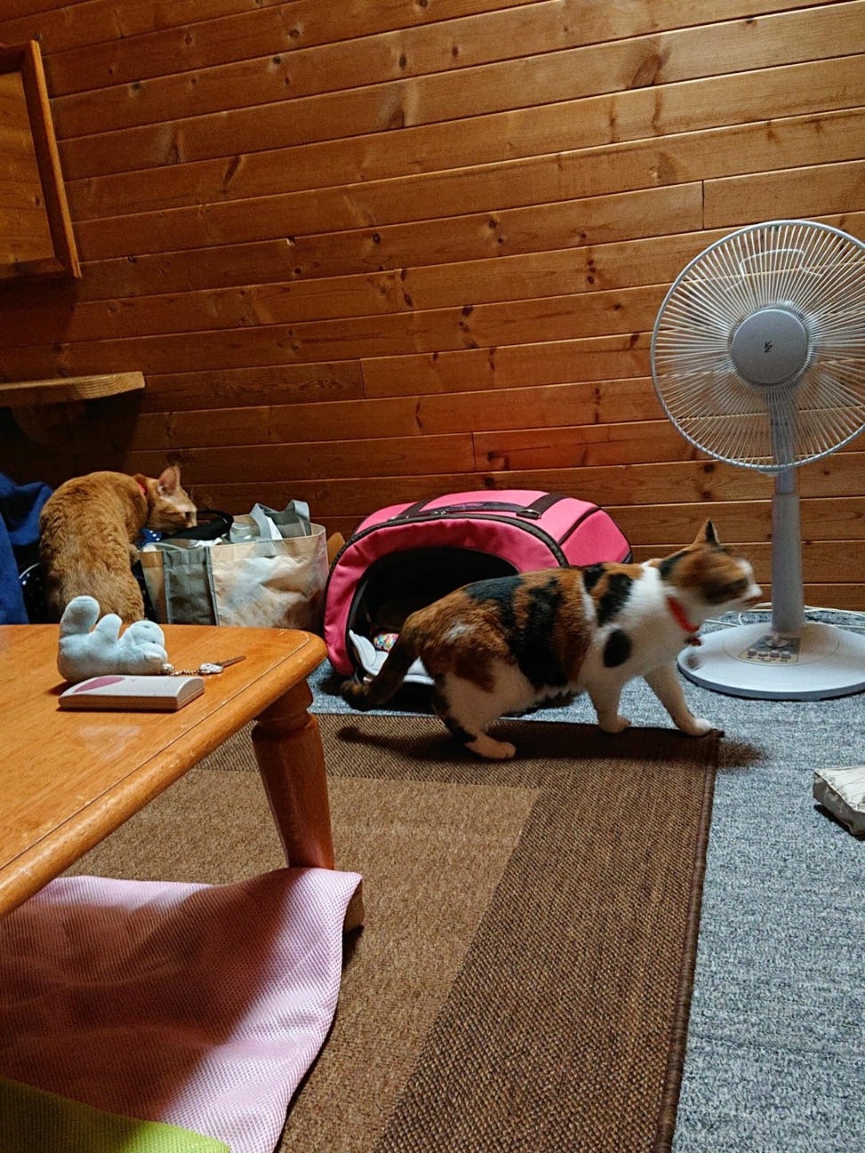 f:id:Three_Traveling_Cats:20210810212154j:image
