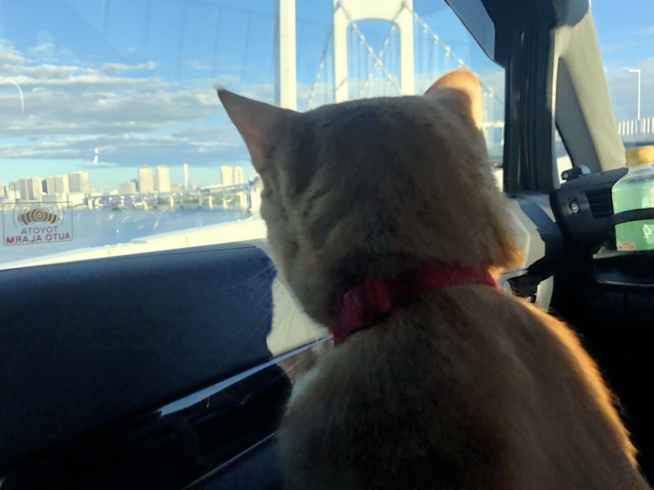 f:id:Three_Traveling_Cats:20210812125020j:image