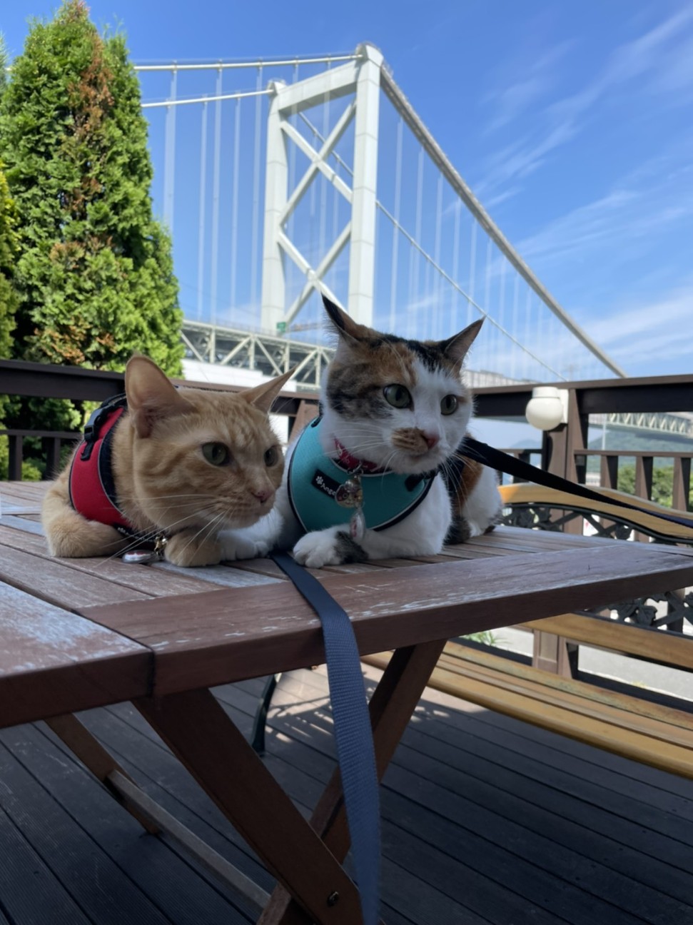 f:id:Three_Traveling_Cats:20210824154734j:image f:id:Three_Traveling_Cats:20210824154734j:image