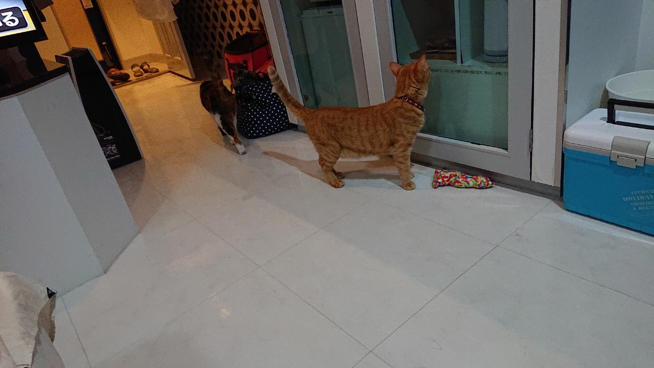 f:id:Three_Traveling_Cats:20210824161326j:image f:id:Three_Traveling_Cats:20210824161326j:image