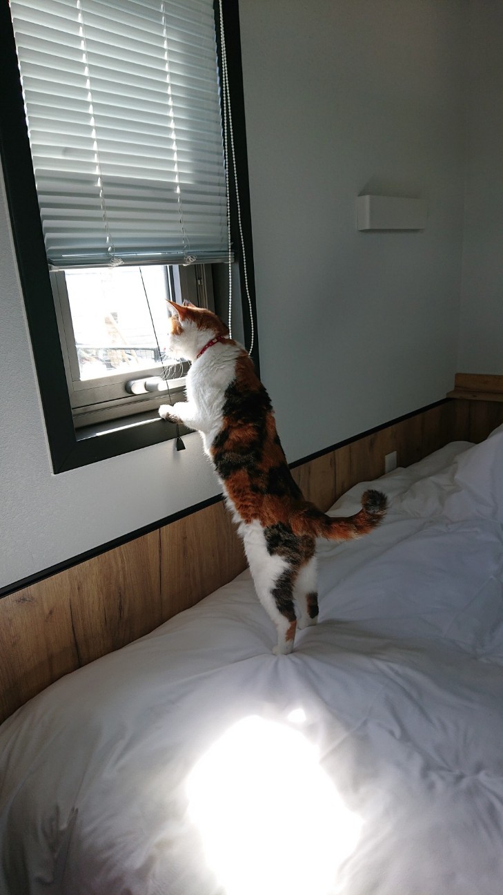 f:id:Three_Traveling_Cats:20210824232339j:image f:id:Three_Traveling_Cats:20210824232339j:image